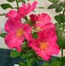 Playgirl ™ rose photo