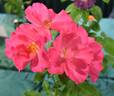 Playgirl ™ rose photo