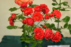 Orange Triumph rose photo