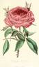 Duchesse d'Aoste rose photo