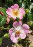 1IA40 rose photo