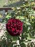 Sénégal rose photo