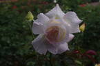 Garden Party rose photo