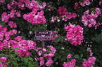 Angela ® rose photo