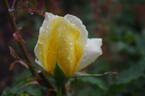 Summer Sunshine rose photo