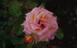 Mona Lisa rose photo