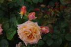 Mona Lisa rose photo