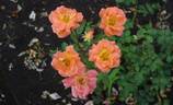 Golden Slippers rose photo