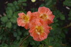 Golden Slippers rose photo