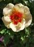 Bull's Eye rose photo