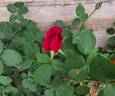 Chrysler Imperial rose photo