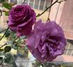 Plum Perfect ™ rose photo