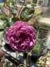 Plum Perfect ™ rose photo