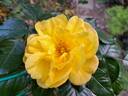Académie d'Orléans ® rose photo