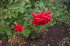 Viva rose photo