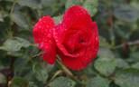 Viva rose photo
