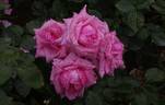 Carina rose photo