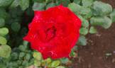 Pharaon rose photo