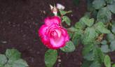 Seika rose photo