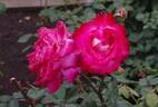 Seika rose photo