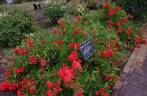 Gloria Mundi rose photo