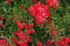 Gloria Mundi rose photo