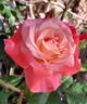 Color Magic rose photo