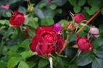 Chocolate Sundae ™ rose photo