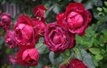 Chocolate Sundae ™ rose photo