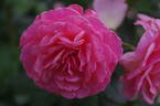Tickled Pink rose photo