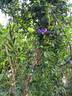 The President clematis photo