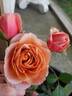 Brandi Hit rose photo