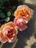 Brandi Hit rose photo