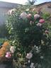 Julio Iglesias ® rose photo