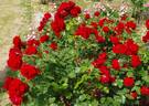 Glad Tidings rose photo