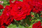 Glad Tidings rose photo
