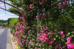 Angela ® rose photo