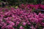 Mozart rose photo