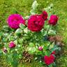 Fisherman's Friend® rose photo