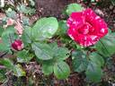 Henri Matisse rose photo