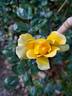 Golden Showers rose photo