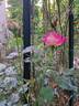 Bernadette Lafont ® rose photo