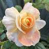 My Yellow rose photo