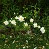 Jackie ™ rose photo