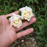 Jackie ™ rose photo