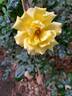 Golden Showers rose photo