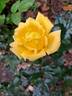 Golden Showers rose photo