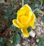Golden Showers rose photo
