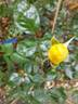 Golden Showers rose photo