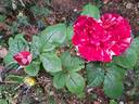 Henri Matisse rose photo